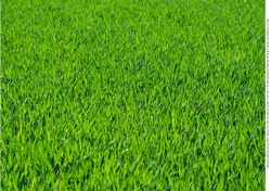 GRASS -VERY REALISTIC