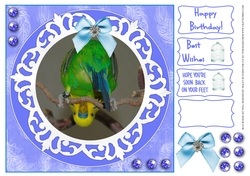 BUDGIE BACK ON YOUR FEET, GET WELL,BIRTHDAY AND OTHER SENTIMENTS