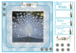 SPARKLING WHITE PEACOCK BIRTHDAY AND OTHER SENTIMENTS