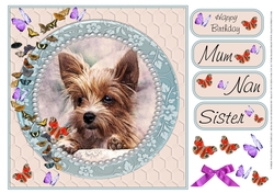 YORKIE WATCHING BUTTERFLIES MUM NAN SISTER BIRTHDAY