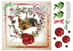 WAITING FOR CHRISTMAS YORKIE