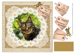 TABBY CAT GET WELL / BIRTHDAY 2