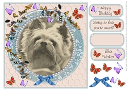SEPIA YORKIE WATCHING BUTTERFLIES MULTI SENTIMENT GET WELL BIRTHDAY BEST WISHES