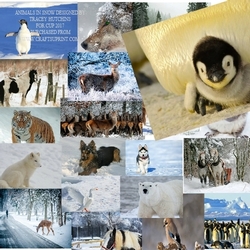 ANIMALS IN SNOW 20 PICS OVER 15 PAGES ALL HIGH QUALITY JPEG,