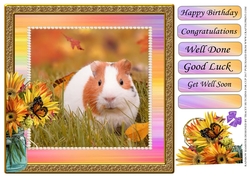 RAINBOW GUINEA PIG / HAMSTER MULTI SENTIMENT