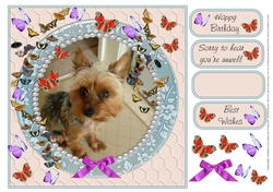 YORKSHIRE TERRIER WATCHING BUTTERFLIES MULTI SENTIMENT GET WELL BIRTHDAY BEST WISHES