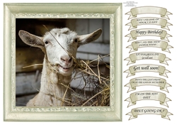 FUNNY HAY DIET MULTI SENTIMENT