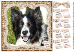 COLLIE DOG MULTI SENTIMENT