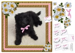 POODLE MIXED BREED GIRL MULTI SENTIMENTS