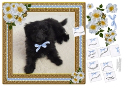 POODLE MIXED BREED BOY MULTI SENTIMENTS