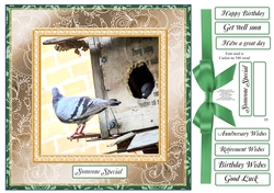 HOBBIES AND LEISURE MULTI SENTIMENT COLLECTION 10 PIGEONS / DOVES