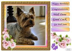 RAINBOW YORKIE
