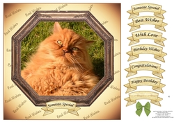 HEXAGON CATS & DOGS FLUFFY GINGER CAT