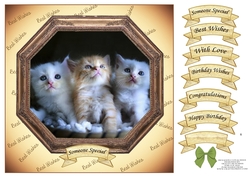 HEXAGON CATS & DOGS CUTE KITTENS