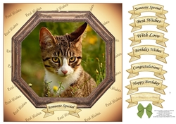 HEXAGON CATS & DOGS TABBY KITTEN