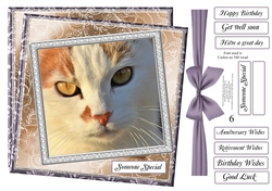 NEW STASH TOP UP CAT WHITE AND GINGER