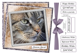 NEW STASH TOP UP GREY TABBY CAT