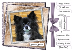 NEW STASH TOP UP LONG HAIRED CHIHUAHUA