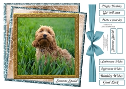 APRICOT COCKERPOO MULTI SENTIMENT 1