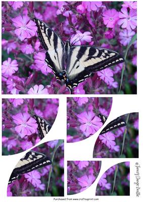 The Butterfly