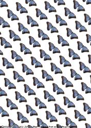 Background Blue Butterfly