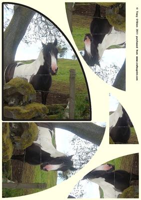 Indian Horse