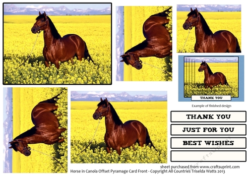 Horse in canola offset oval layered card front