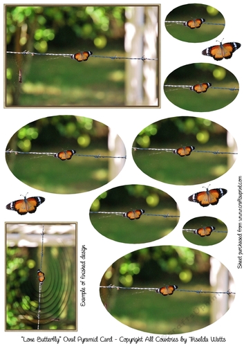 Beautiful Australian Butterfly Oval Pyramid Card