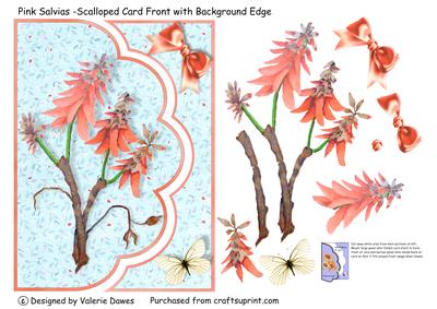 Pink Salvias - Scalloped Card Front with Background Edge