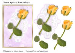 Simple Apricot Rose on Lace