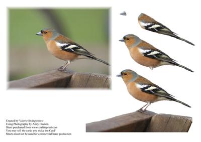 Chaffinch Garden Bird Decoupage Sheet