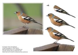 Chaffinch Garden Bird Decoupage Sheet