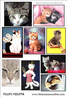Feline Friends