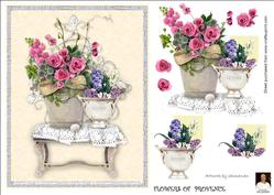 Flowers of Provence