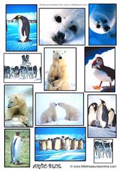 Artic Blue