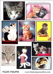 Feline Friends
