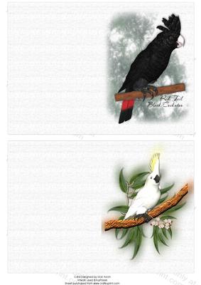 Australian Red Tail Black and White Cockatoos