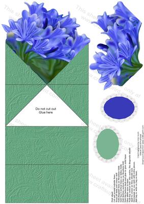 Agapanthus Get Well or Birthday