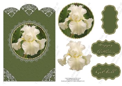 Cream Iris Birthday or Get Well