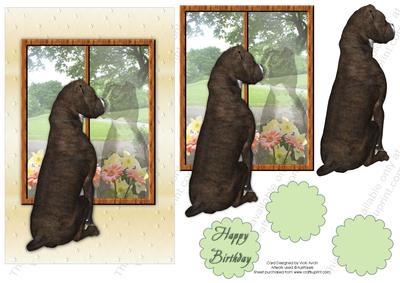 Staffy Dog Looking Out the Window Birthday