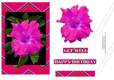 Hot Pink Hibiscus