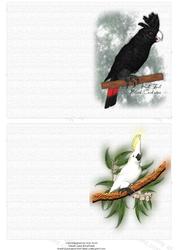 Australian Red Tail Black and White Cockatoos