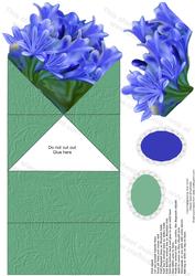 Agapanthus Get Well or Birthday