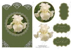 Cream Iris Birthday or Get Well