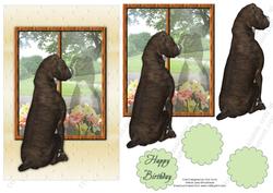 Staffy Dog Looking Out the Window Birthday