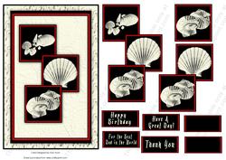 Black and Cream Collection Shells