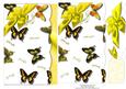 Yellow Gold Butterfly Card Front