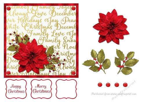 Poinsettia 