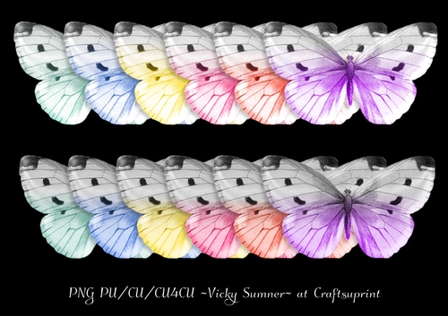 Sorbet Butterfly 2