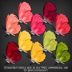 Citrus Butterfly